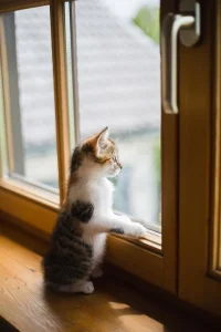 猫が窓の外を見ている様子