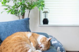 目にも涼しい青色のソファーで眠る猫の写真