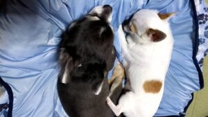 ペット共生住宅で仲良くペットが寝ている写真