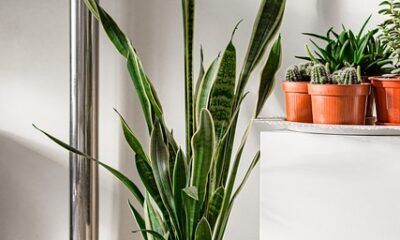住宅に緑を取り入れる注意事項：犬に危険な植物は避けよう