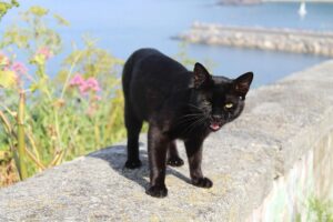 土岐市で災害時でもペットと安心して住める家ならワダハウジング