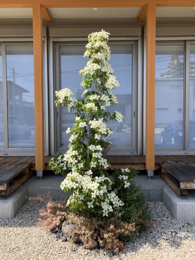 土岐市で家の印象を変えるシンボルツリーの相談もワダハウジング