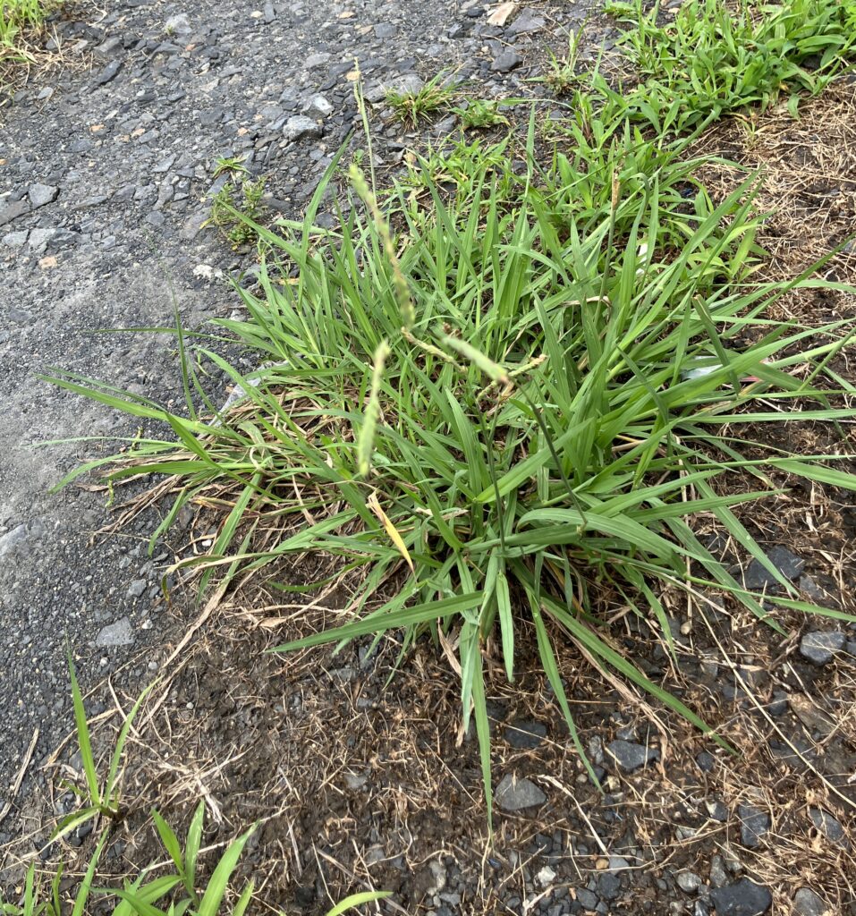 瑞浪市で家を建築した後の庭の雑草対策のことならワダハウジング