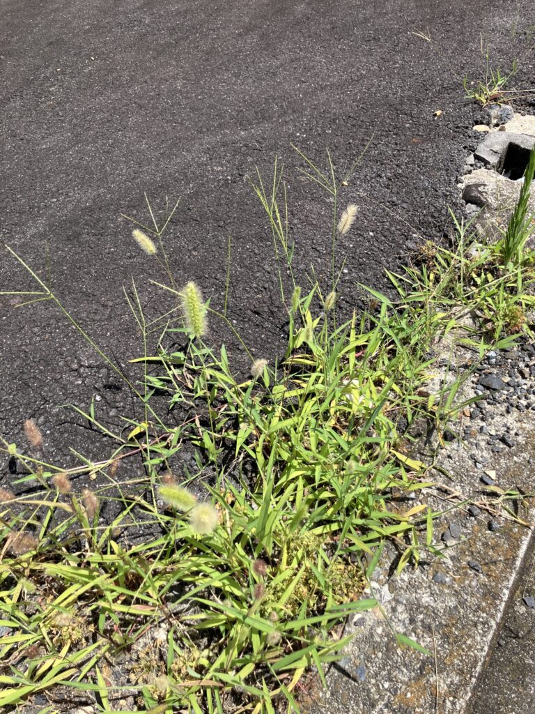 瑞浪市で家を建築した後の庭の雑草対策のことならワダハウジング