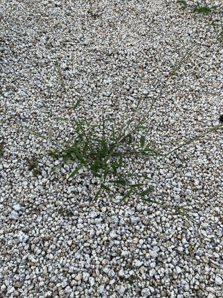 瑞浪市で家を建築した後の庭の雑草対策のことならワダハウジング