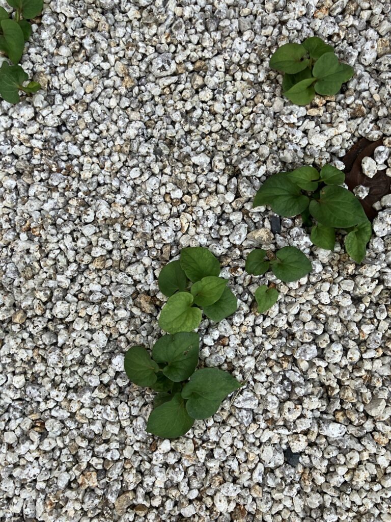 瑞浪市で家を建築した後の庭の雑草対策のことならワダハウジング