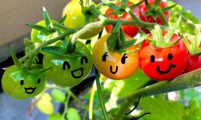 家族で「作る楽しみ」を設計に！家庭菜園から考える家づくり