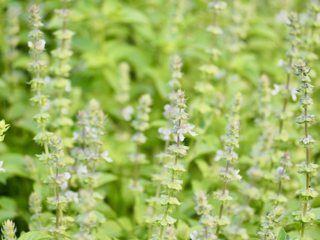 土岐市で家族と家庭菜園を楽しむ家を建てるならワダハウジング