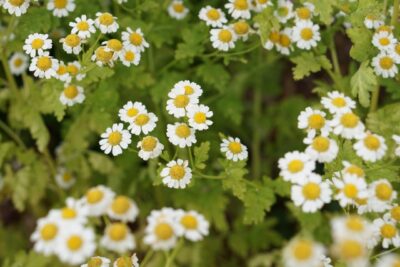 土岐市で家族と家庭菜園を楽しむ家を建てるならワダハウジング