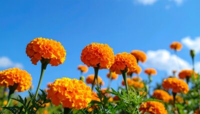 土岐市で家族と家庭菜園を楽しむ家を建てるならワダハウジング