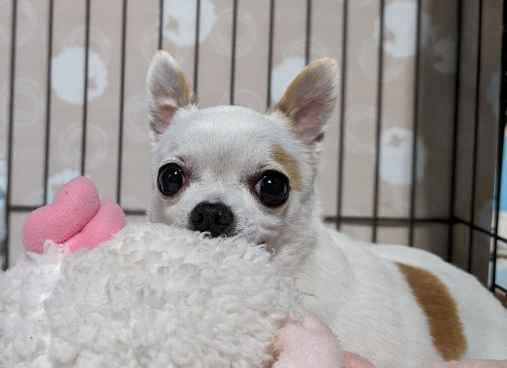 土岐市でペットと暮らす快適な家を建てるならワダハウジング