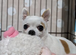 土岐市で災害時でもペットと安心して住める家ならワダハウジング