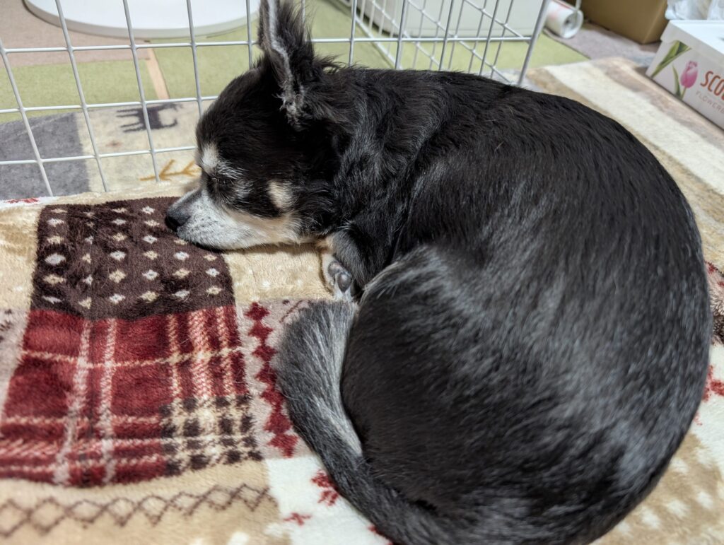 土岐市でペットと暮らす快適な家を建てるならワダハウジング