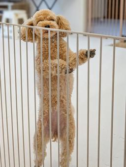 土岐市でペットと暮らす快適な家を建てるならワダハウジング