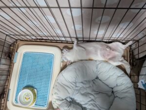 土岐市で災害時でもペットと安心して住める家ならワダハウジング