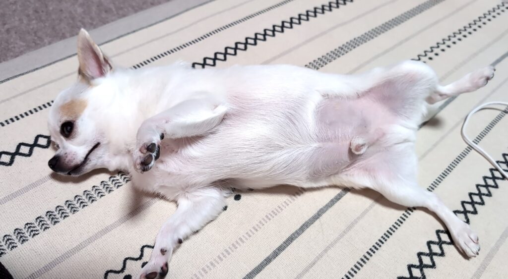 土岐市でペットと暮らす快適な家を建てるならワダハウジング