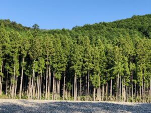 多治見市で住宅を彩る植栽ならワダハウジング