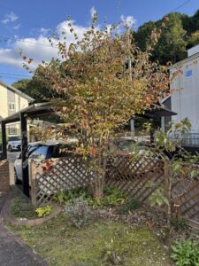 多治見市で住宅を彩る植栽ならワダハウジング