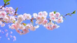 多治見市で住宅を彩る植栽ならワダハウジング