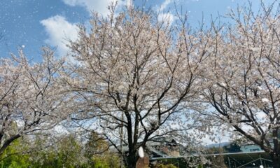 高気密・高断熱住宅の春の住まい方。住まい方で快適さと光熱費に差が出ます！