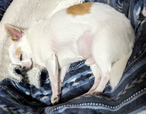 土岐市で災害時でもペットと安心して住める家ならワダハウジング
